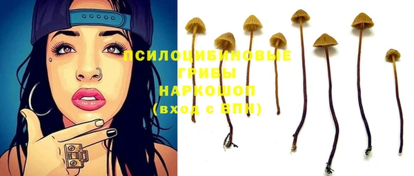 прущие грибы Новозыбков