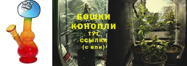 прущие грибы Новозыбков