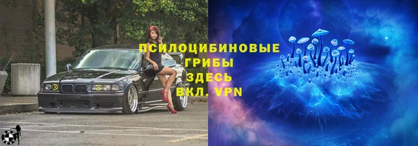 прущие грибы Новозыбков
